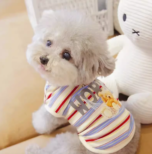 Pet cat than bear small dog Teddy dog clothes Autumn winter Spring summer thin vest Colorful striped bear