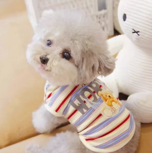 Pet cat than bear small dog Teddy dog clothes Autumn winter Spring summer thin vest Colorful striped bear